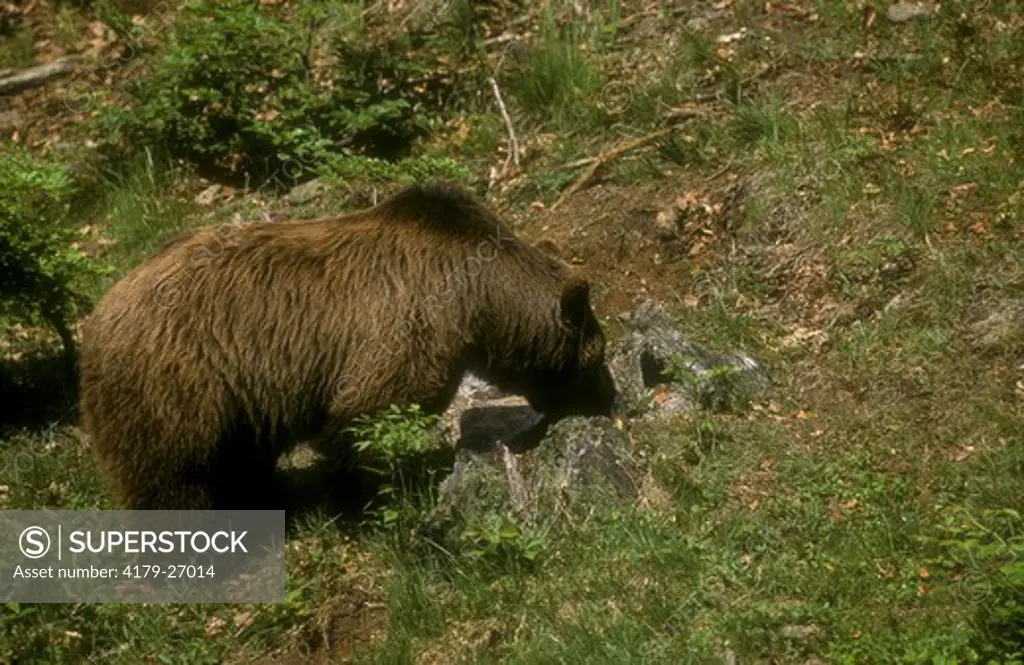 Eurasean Brown Bear (Ursus arctos) Female Digging for Honey, Germany