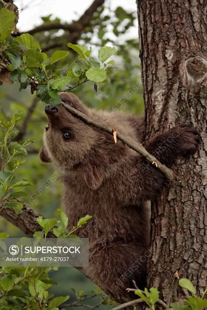 Eurasian Brown Bear Cub   (Ursus arctos arctos)