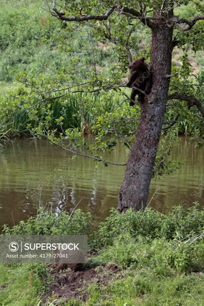 Eurasian Brown Bear Cubs, one in tree   (Ursus arctos arctos)
