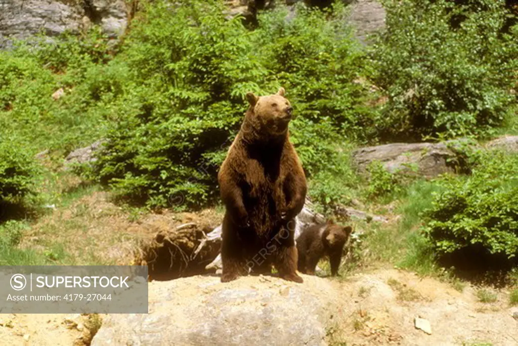 Eurasean Brown Bear  (Ursus arctos) Female w/Cub Bayrischer Wald NP/Germany