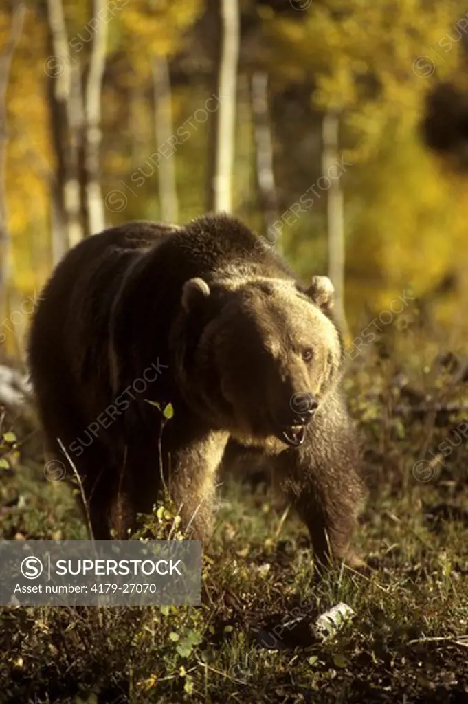 Grizzly Bear Walking (Ursus arctos)(Cap) La-Sal Mountains, Utah