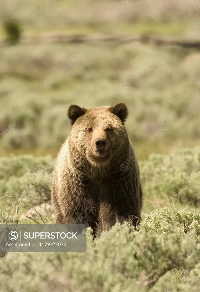 Grizzly Bear (Ursus arctos)  Yellowstone N.P. Wyoming