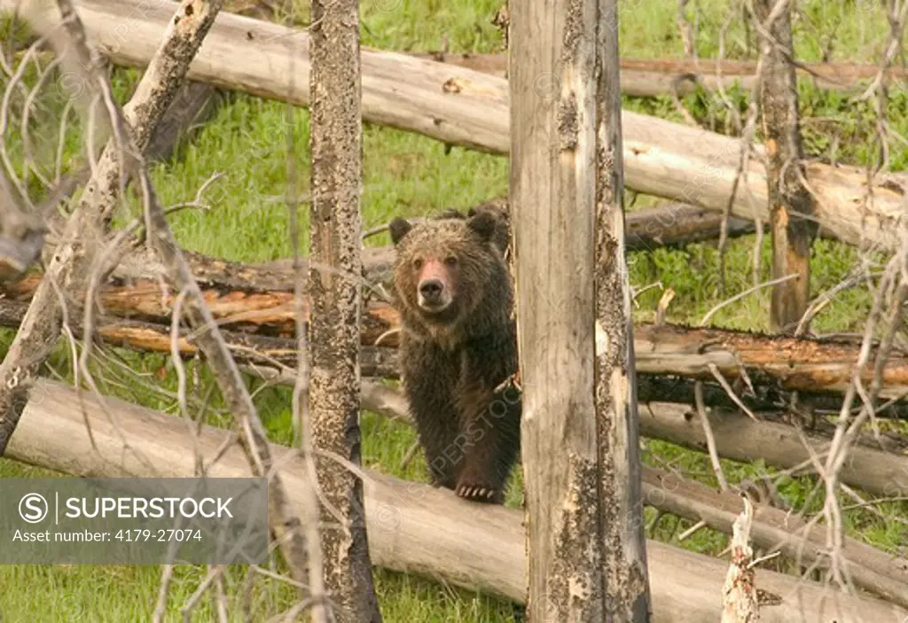 Grizzly Bear (Ursus arctos)  Yellowstone N.P. Wyoming