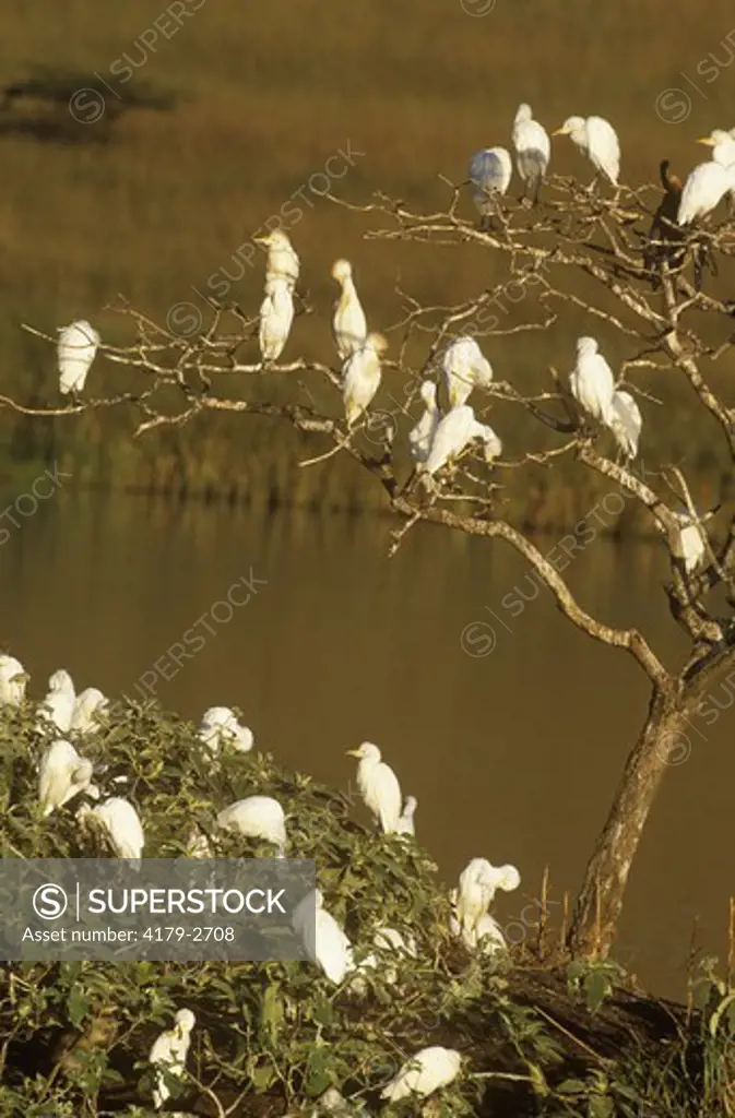 Cattle Egrets roosing in Tree (Bubulcus ibis), KwaZulu-Natal, S. Africa
