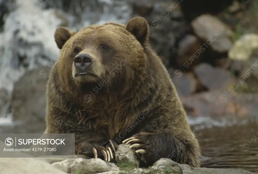 Grizzly Bear (Ursus arctos) captive, Canada