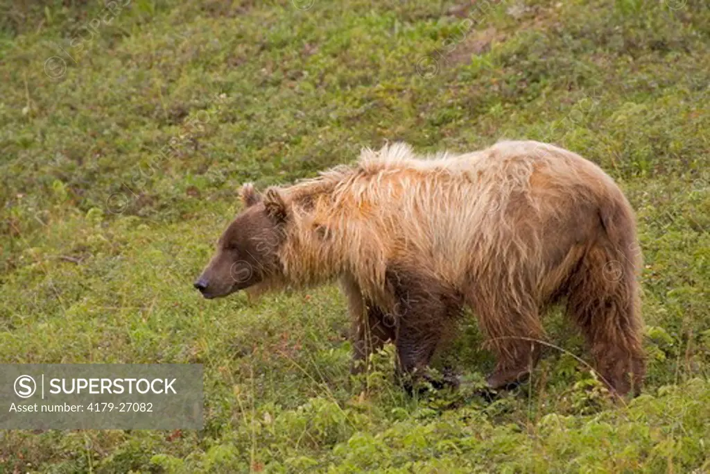 grizzly bear (Ursus arctos), Denali National Park, Alaska