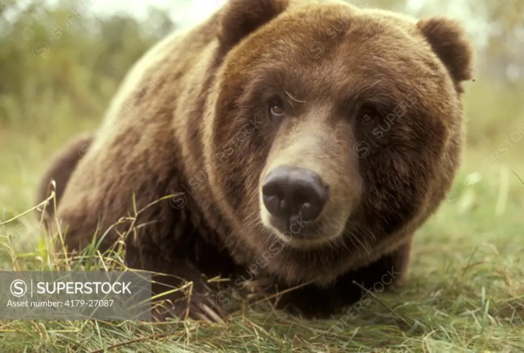 Grizzly Bear  (Brown Bear) (Ursus arctos)