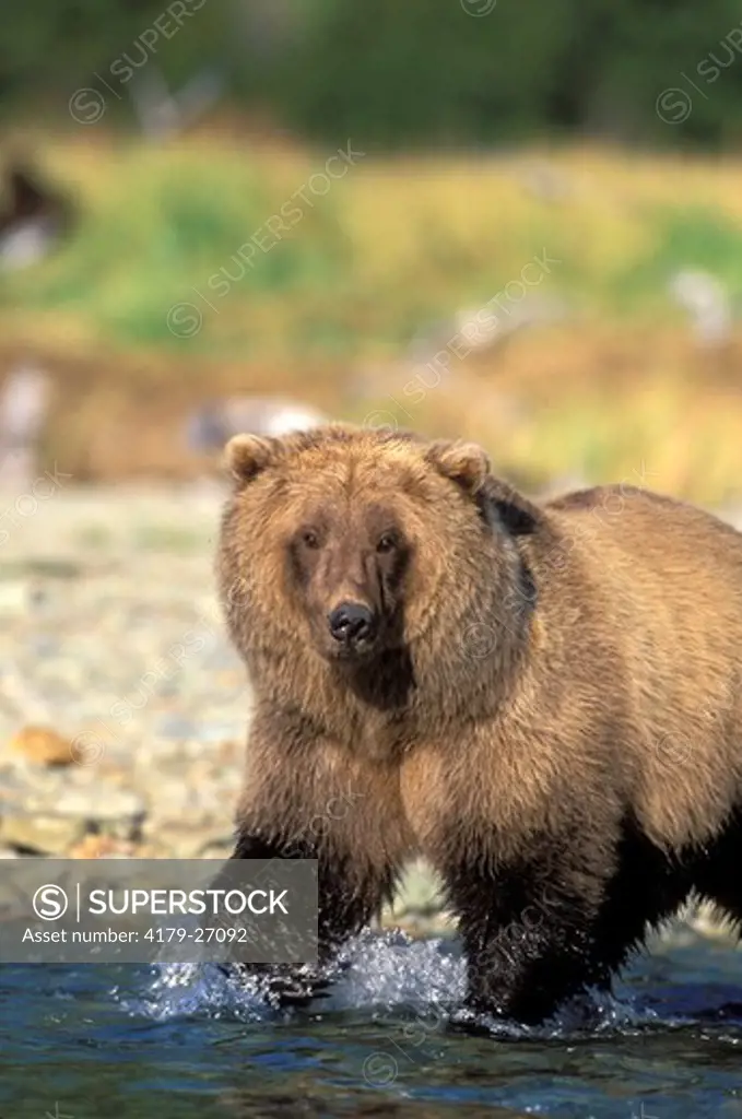 Alaskan Brown 'Grizzly' Bear (Ursus a. middendorffi), female, Katmai National Park, Alaska