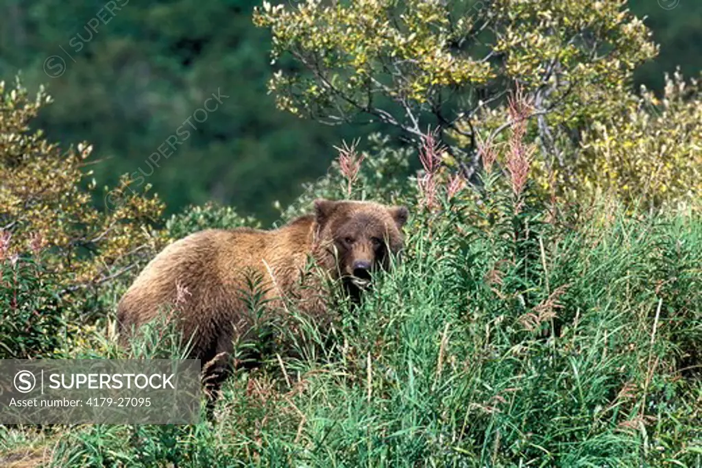 Alaskan Brown 'Grizzly' Bear (Ursus a. middendorffi) Katmai National Park, Alaska