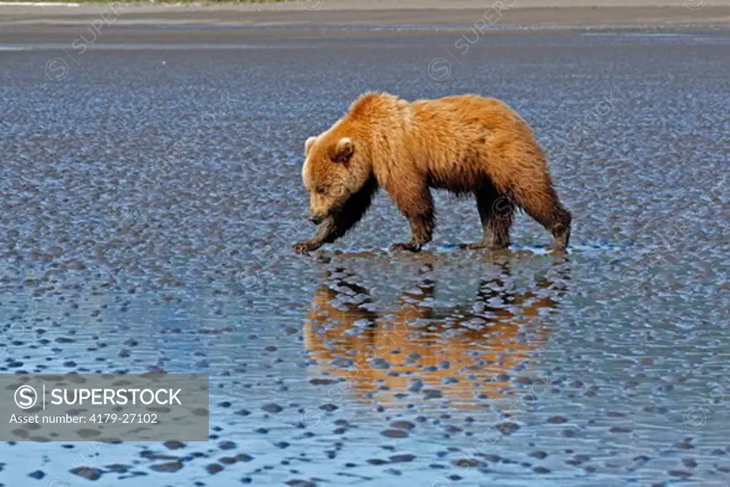 Coastal Grizzly Bear (Ursus arctos) & reflection on tidal flat, Lake Clark Nat'l Park, AK