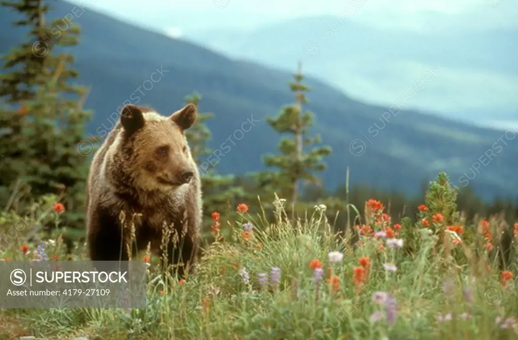 Grizzly Bear in Alpine Tundra with Wildflowers