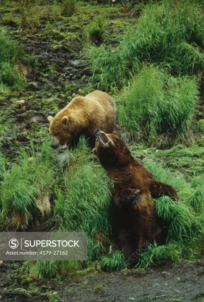 Two Grizzly Bears Don't sneak up on my blind side - McNeil River - Alaska