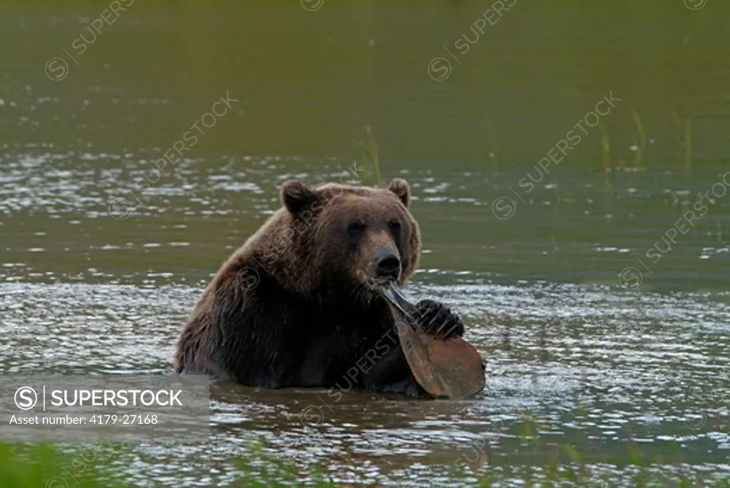 Grizzly Bear (Ursos arctos) Kenai Peninsula, Alaska