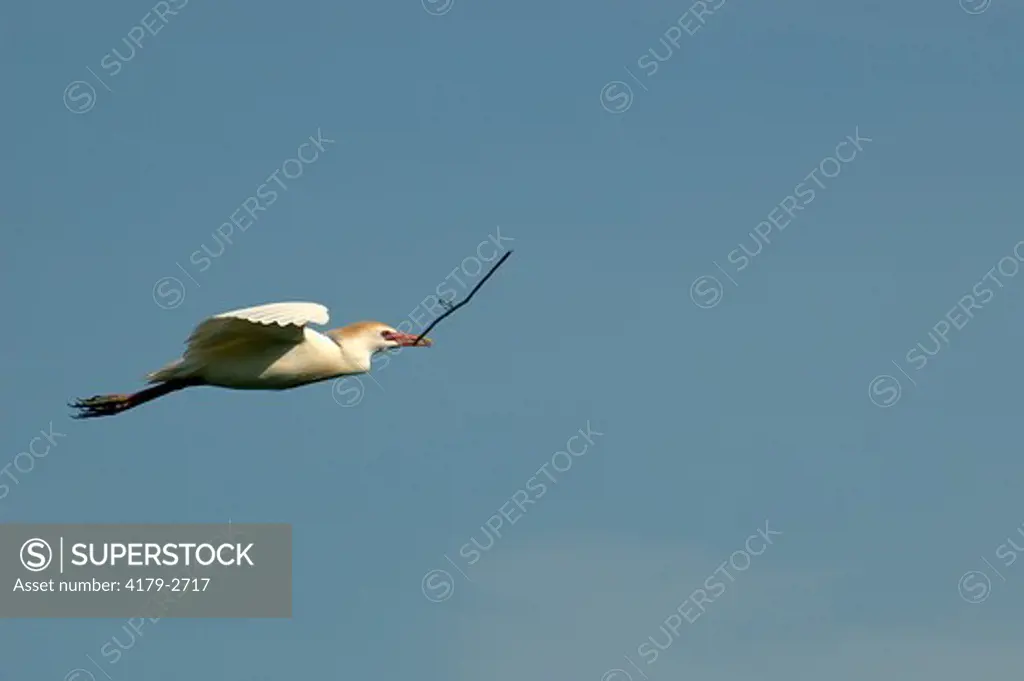 Cattle Egret (Bubulicus ibis) St. Augustine,Fl
