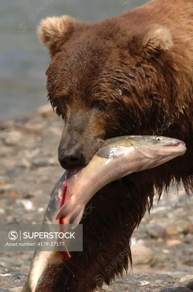 Grizzly Bear with salmon catch  (Ursus arctos) McNeil River Bear Sanctuary,Alaska  digital capture