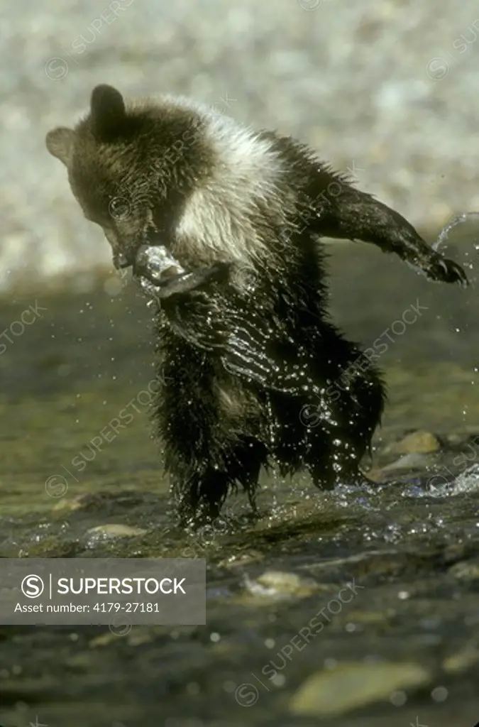 Grizzly Bear (ursus arctos) Plays with Trout