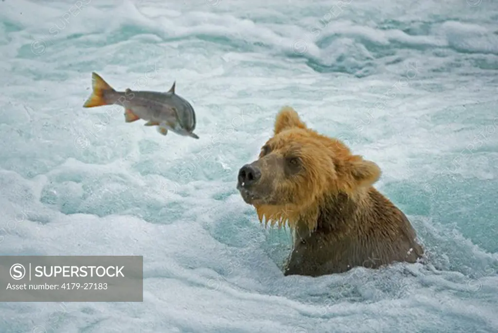 Grizzly Bear (Ursus horribilis) catching salmon Brooks River, Katmai NP, Alaska