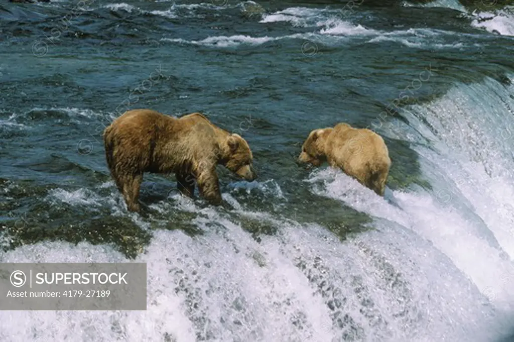 Grizzly bears fishing, McNeil River, Alaska