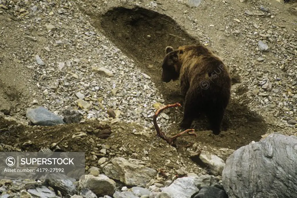 Grizzly Bear covering its Caribou Kill w/ Dirt