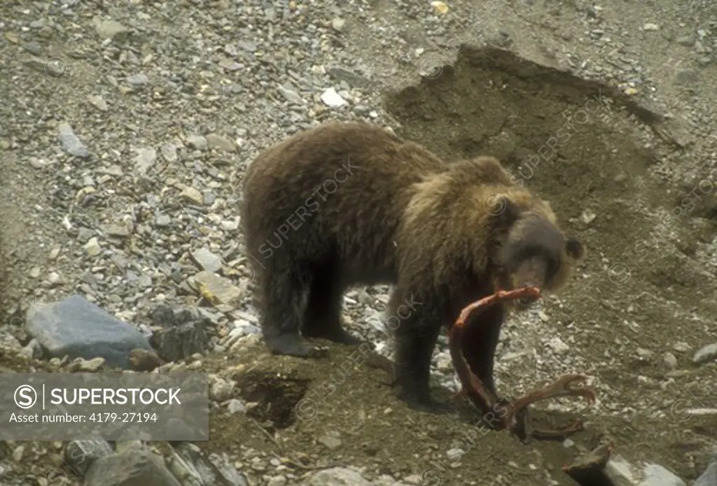 Grizzly Bear standing on its buried Caribou Kill