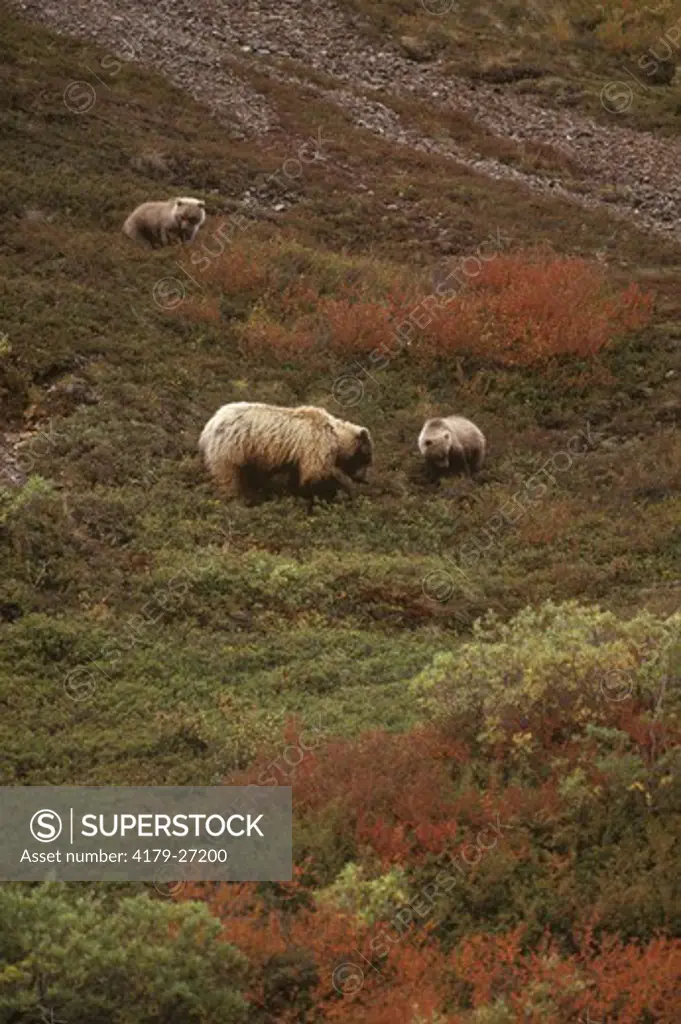 Grizzly Bear and Cubs in Soapberries (Ursus arctos),  Denali NP, Alaska