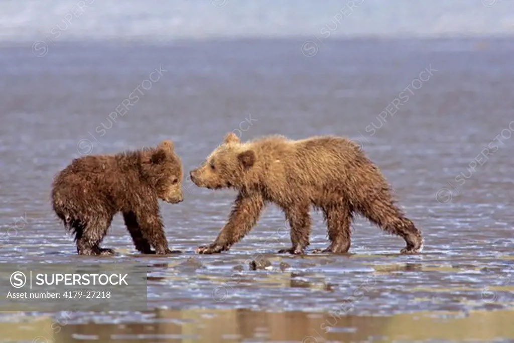 Coastal Grizzly (Ursus arctos) cubs on tidal mud flats, Lake Clark National Park, AK