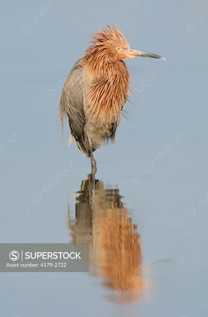 Reddish Egret (Egretta rufescens), Tampa, Florida, USA