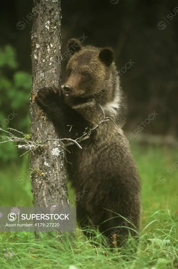 Grizzly Bear Cub in tree (Ursus arctos) Glacier NP, Montana