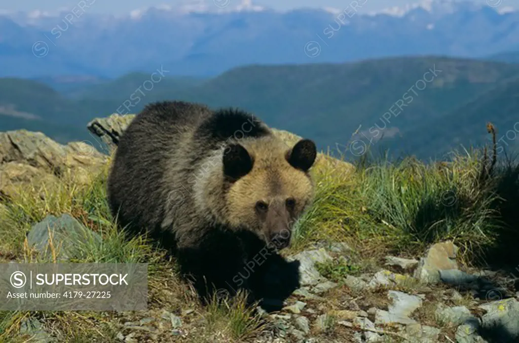 Grizzly Bear Cub (Ursus arctos) Glacier NP High Country, Mountains