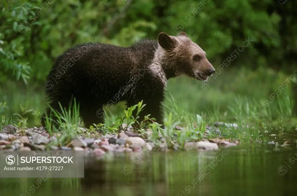 Grizzly bear cub, Ursus arctos, 6 mos, at Flathead River, Glacier NP, Montana