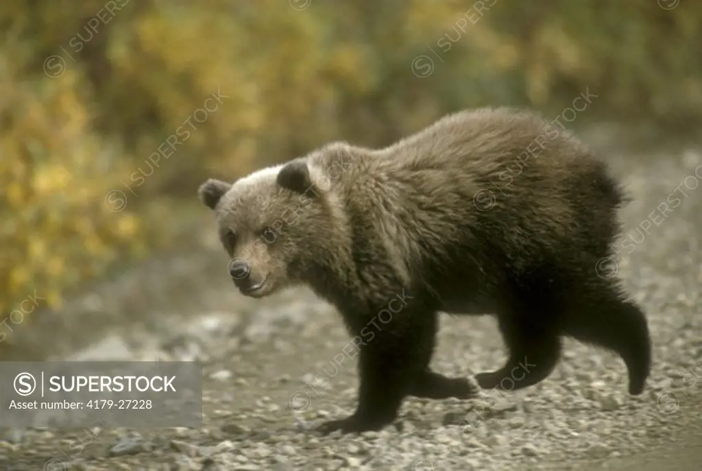Grizzly Bear Cub crossing road (Ursus arctos) Denali Natl Park - Alaska