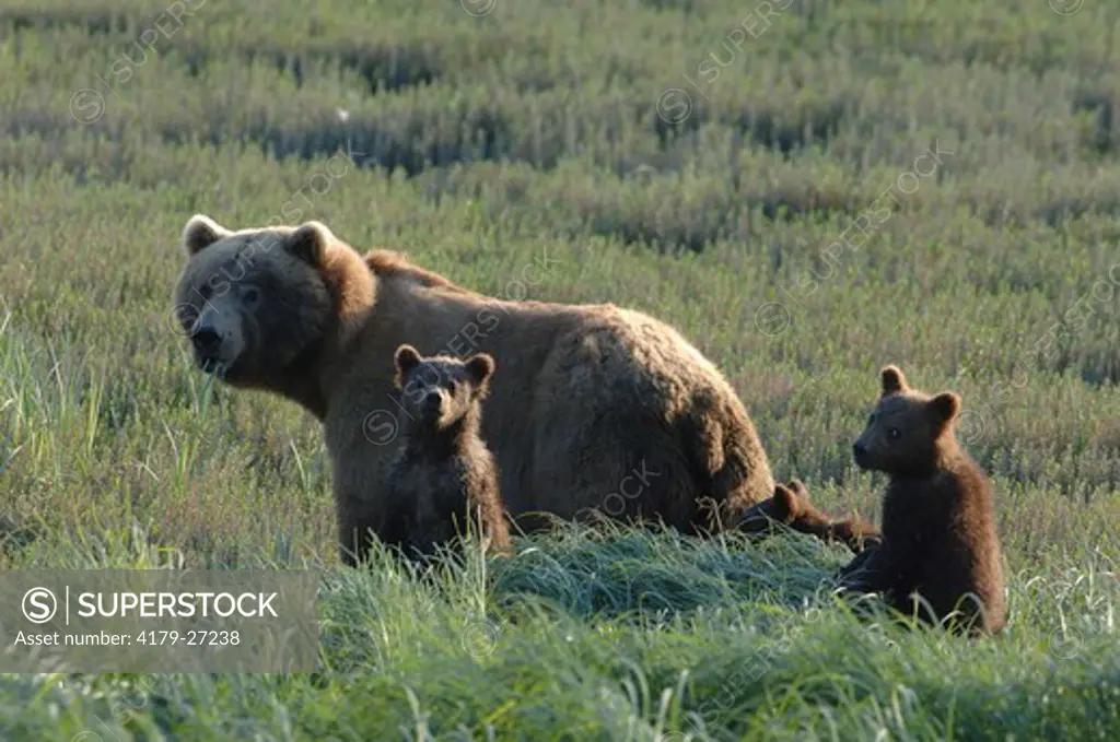 Mother Grizzly Bear with three cubs (Ursus arctos) McNeil River Bear Sanctuary, Alaska  digital capture