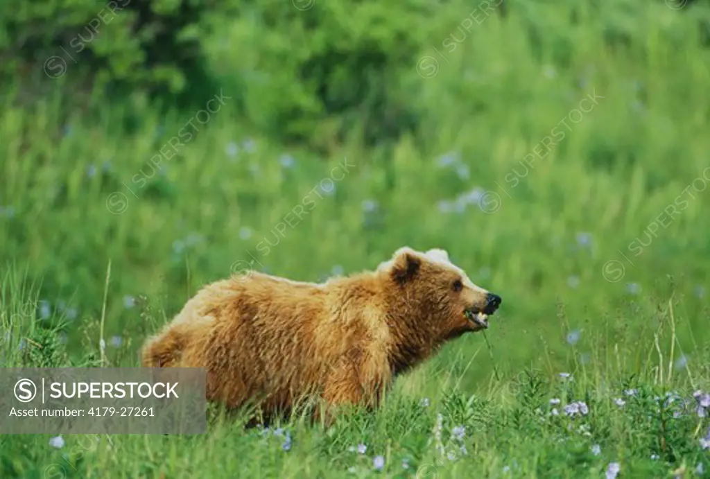 Subadult Kodiak Bear balances his diet with grass Kodiak NWR, Alaska