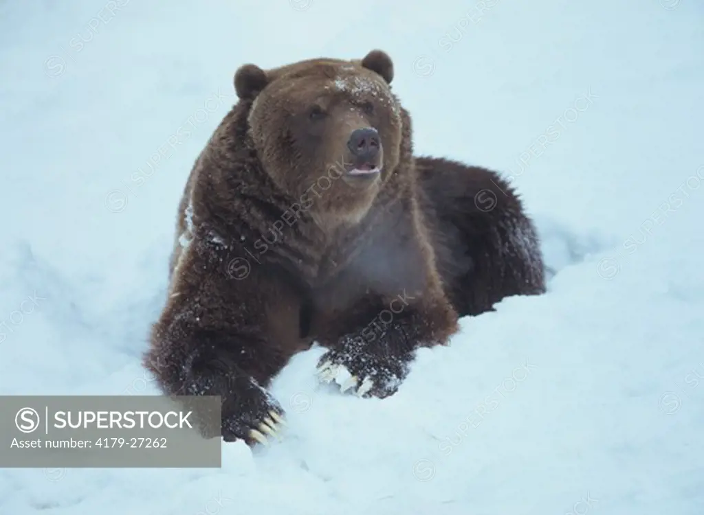 Kodiak Bear lying in Snow, Alaska