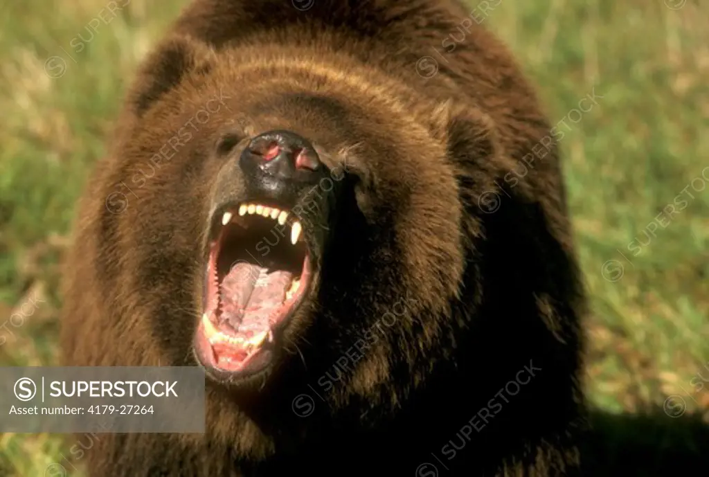 Kodiak Bear w/ mouth open looking ferocious (Ursus arctos middendorffi)