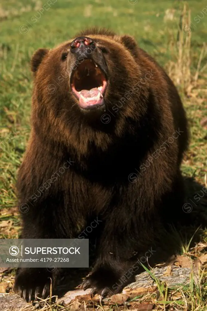 Kodiak Bear in Meadow Ferocious w/Mouth Open (Ursus arctos middendorffi)
