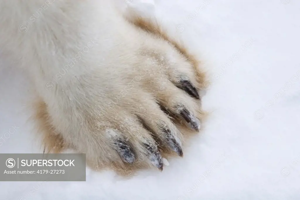 Polar Bear (Ursus maritimus), foot, paw, Churchill, Manitoba, Canada