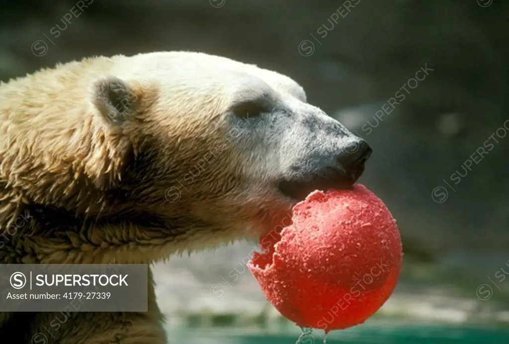 Polar Bear with red Ball, Bronx Zoo, NY (Ursus maritimus)