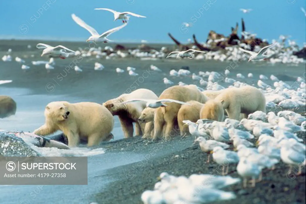Polar Bears (Ursus maritimus) gather around Gray Whale Carcass, surrounded by Glaucous Gulls. North Slope, Alaska.