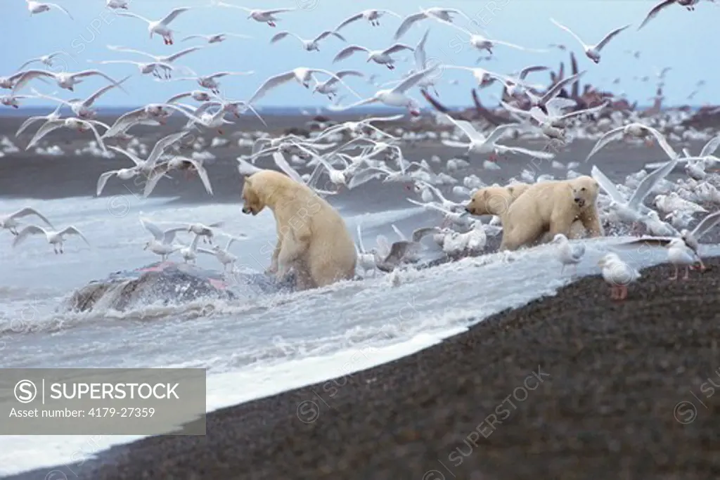 Polar Bears (Ursus maritimus), gather around Gray Whale carcass, surrounded by Glaucous Gulls, North Slope, Alaska.