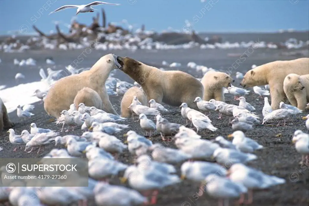 Polar Bears (Ursus maritimus), gather around Gray Whale carcass, surrounded by Glaucous Gulls, North Slope, Alaska.