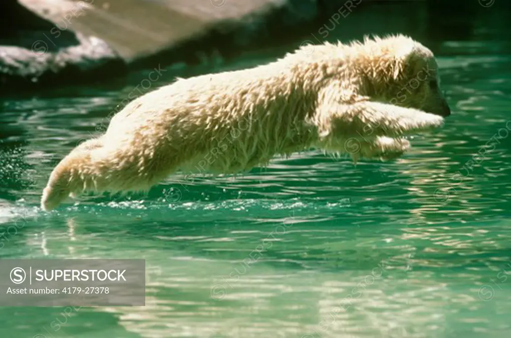 Polar Bear Cub Diving at the BronX Zoo