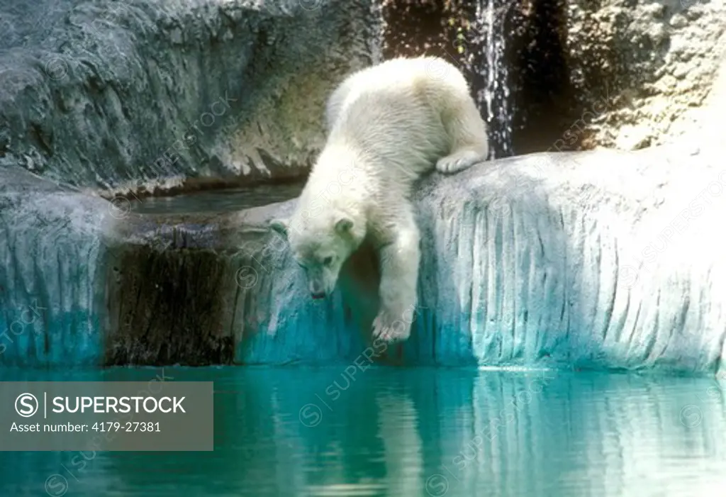 Polar Bear Cub (Ursus maratinus) Bronx Zoo