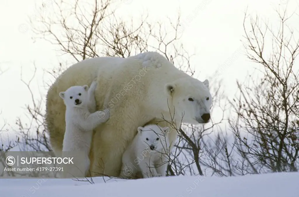 Polar Bear with cubs (Ursus martimus) Churchill, Manitoba