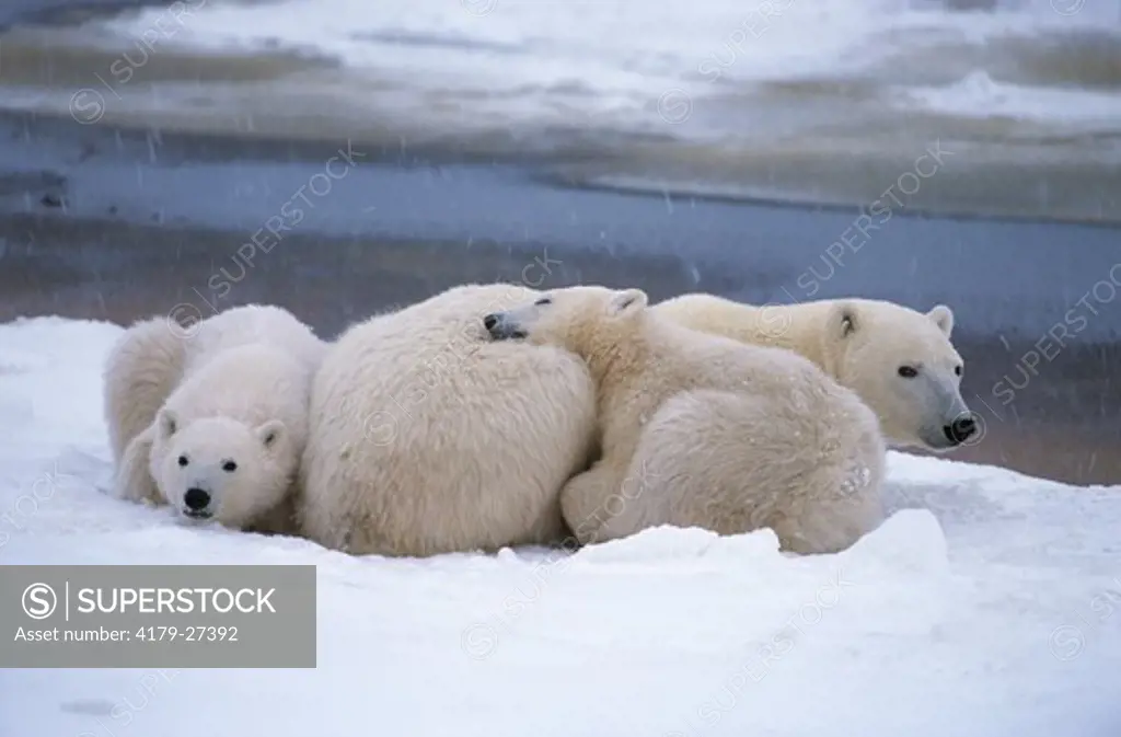 Polar Bear with yearlings (Ursus martimus) Churchill, Manitoba