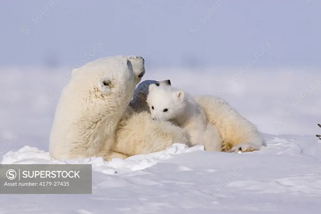 Polar Bears, Mothers and Babies, Manitoba, Canada