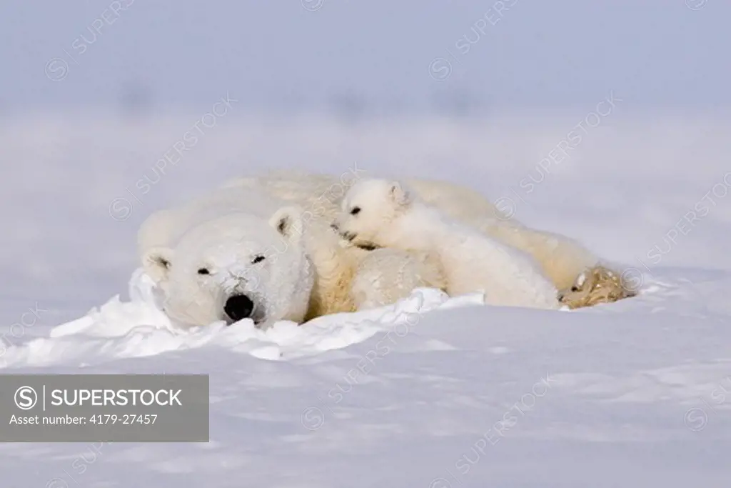 Polar Bears, Mothers and Babies, Manitoba, Canada