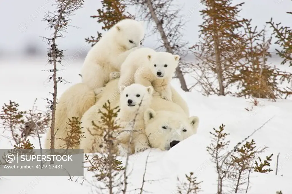 Polar Bears, Mothers and Babies, Manitoba, Canada