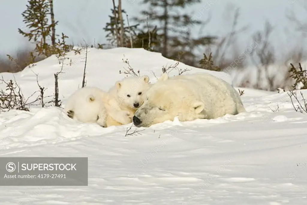 Polar Bears, Manitoba, Canada