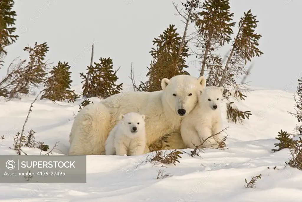 Polar Bears, Manitoba, Canada